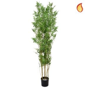 NTT Bamboo Oriental 120cm 996lvs FR