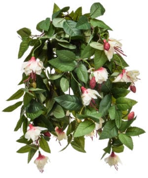 Plants Flowering Fuchsia Med Ivory 50cm