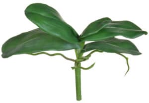 SF Leaf Orchid Phalaenopsis S Grn 27.5cm