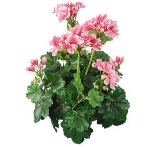 Plants Flowering Geranium B Pink 38cm