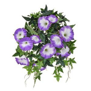 Plants Flowering Morn Glory Pur 50cm