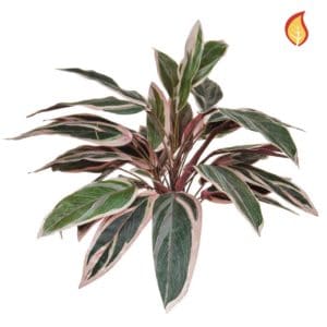 Plants Base Caladium Bush 40cm FR