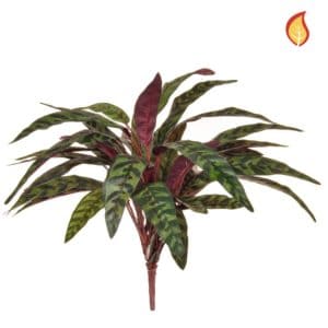 Plants Peacock Bush 45cm FR