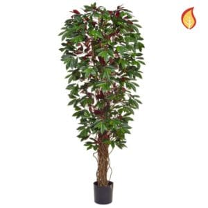 NTT Capensia Deluxe Liana 180cm FR