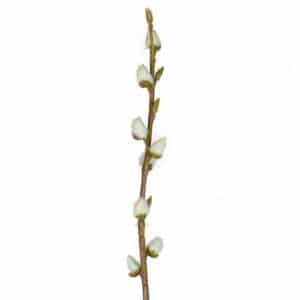 SF Leaf Pussy Willow 114cm