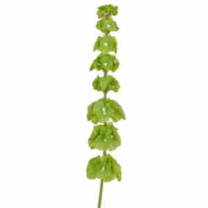 SF Leaf Bells Of Ireland Green GB 74cm