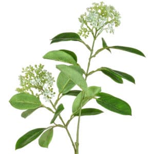Foliage Skimmia White GB 71cm