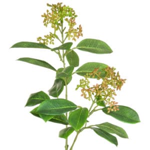 Foliage Skimmia Pink GB 71cm