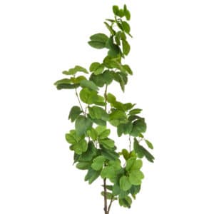 Plants Bauhinia Tree Green 200cm