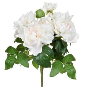 Plants Flwing Peony White/Pink GB 49.5cm