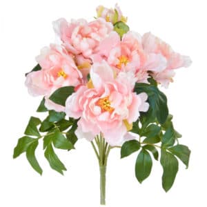 Plants Bush Peony Pink GB 49.5cm