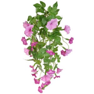 Plants Flowering Petunia Bush C Pk 82cm