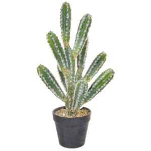 PP Cactus with Black Pot YF 44cm