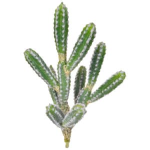 Plants Cactus Single Stem 42.5cm Unpotted
