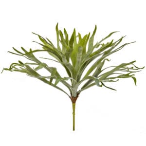Plants Staghorn Fern Unpotted 65cm