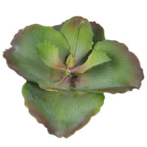 Plants Succulents Red/Grn 21cm Unpotted