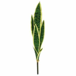 Plants Sanservera Single Stem 52.5cm
