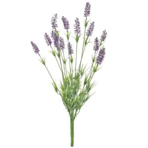 Plants Flowering Lavender GS 62cm
