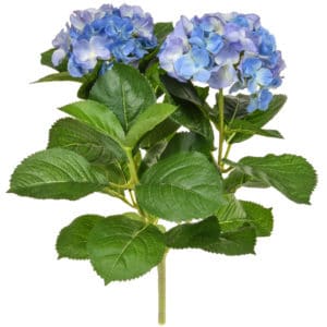 Plants Flowering Hydrangea Bush Blue 44cm