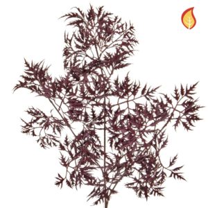 Foliage Ming Aralia Burgundy 72cm FR