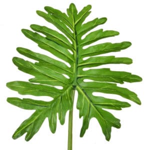 SF Leaf Selloum Green GB 90cm