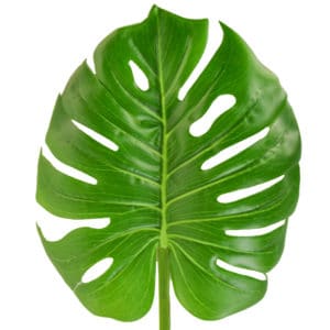 SF Leaf Giant Monstera Green GB 100cm