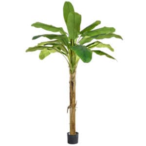 NTT Banana Tree PI 180cm