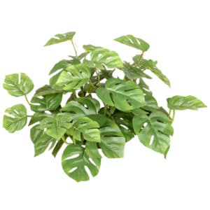 Plants Split Philo Bush YF 30cm FR
