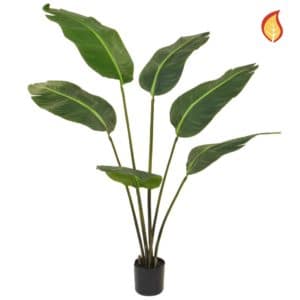 Plants Bird of Paradise YF 120cm FR