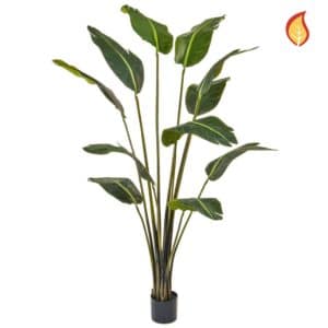Plants Bird of Paradise YF 180cm FR