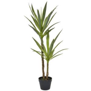 Plants Yucca in Black Pot YF 110cm