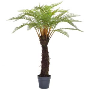 Plants Tree Fern in Blk Pot YF 120cm
