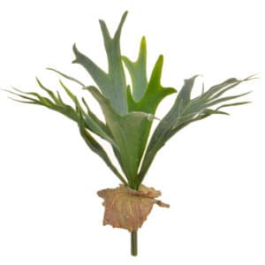Plants Staghorn Fern Green YF 41cm