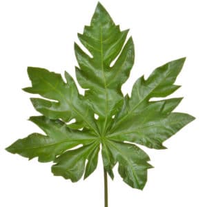 SF Leaf Papaya JA 105cm