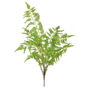 Plants Base Fern Bush  XY 67cm