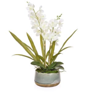 PP Vanda Orchid White in Pot YA 57cm