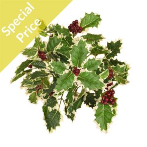 Plants Holly Variegated With Red Berries