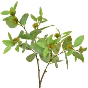 Foliage Eucalyptus Bud Spray GB 89cm