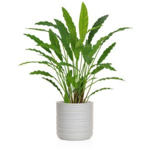 AN-Plants Calathea FR Athens 83cm