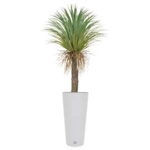 AN-Palms Cycas YF Rato Tubus Pot 185cm