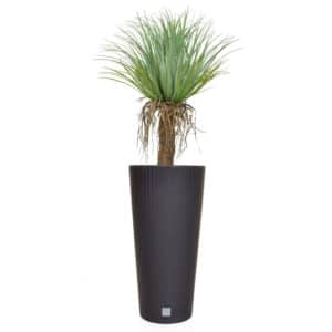 AN-Palms Cycas YF Pato Tubus Pot 131cm