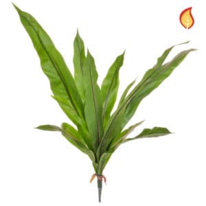 Plants Bird Nest Fern DB 83cm FR