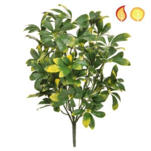 Plants Pawpaw 51cm FR UV
