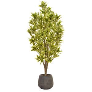 AN-Dracaena Reflexa in Taupe Pot 175cm