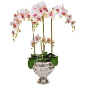 AN-Beauty Orchids XJ in Bamburgh Vase 90cm