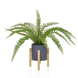 PP Boston Fern in Pot JM 56cm