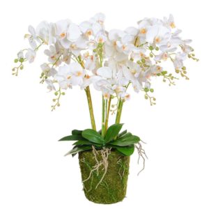 PP-Phal Orchid White on Moss Mound JA 90cm