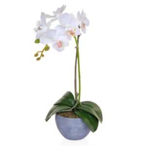 PP-Phal Orchid Single White in Pot JA 47cm