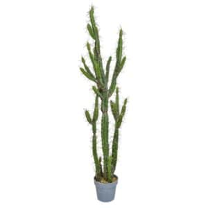 PP Cactus YF 146cm