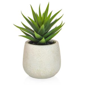 PP Aloe in White Pot YF 17cm
